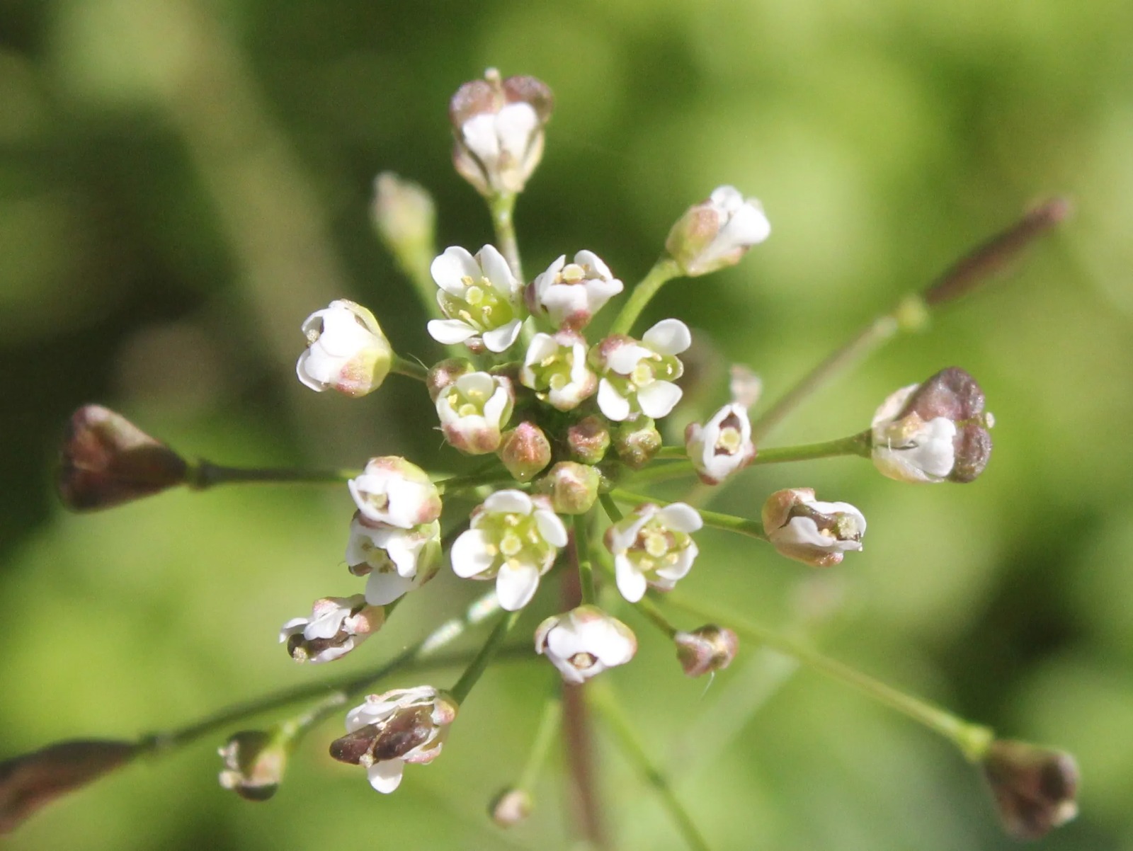 Capsella bursa-pastoris (L.) Medik. [Brassicaceae] - Çaçıkçaynağı