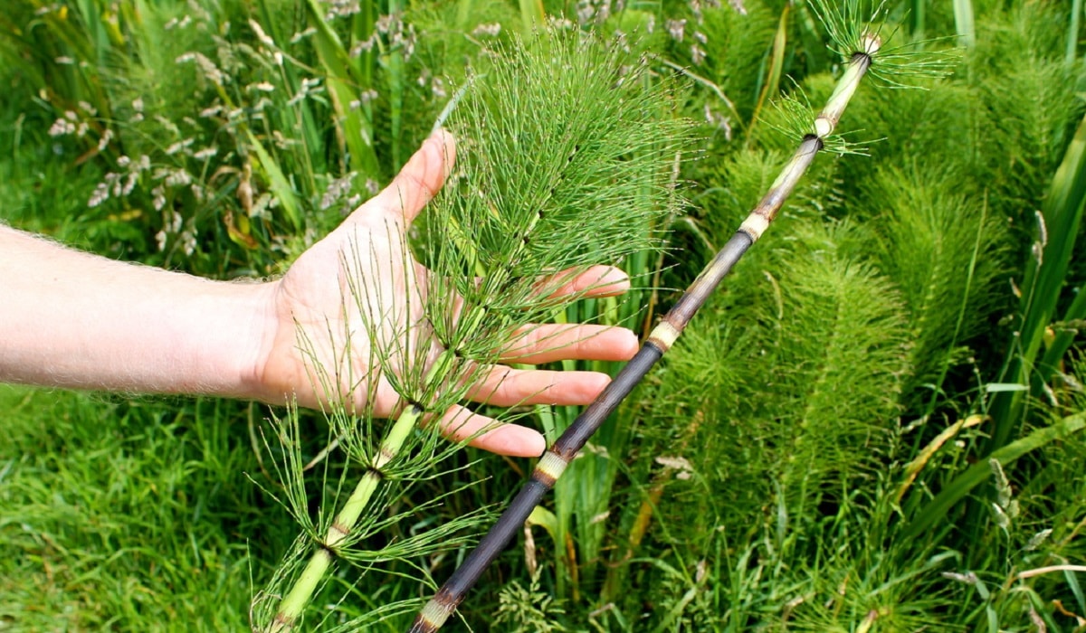 Equisetum Arvense L. (Equisetaceae) - Atkuyruğu