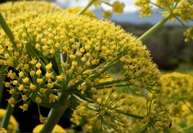 Ferula Elaeochytris Korovin (Apiaceae) - Çakşır Otu