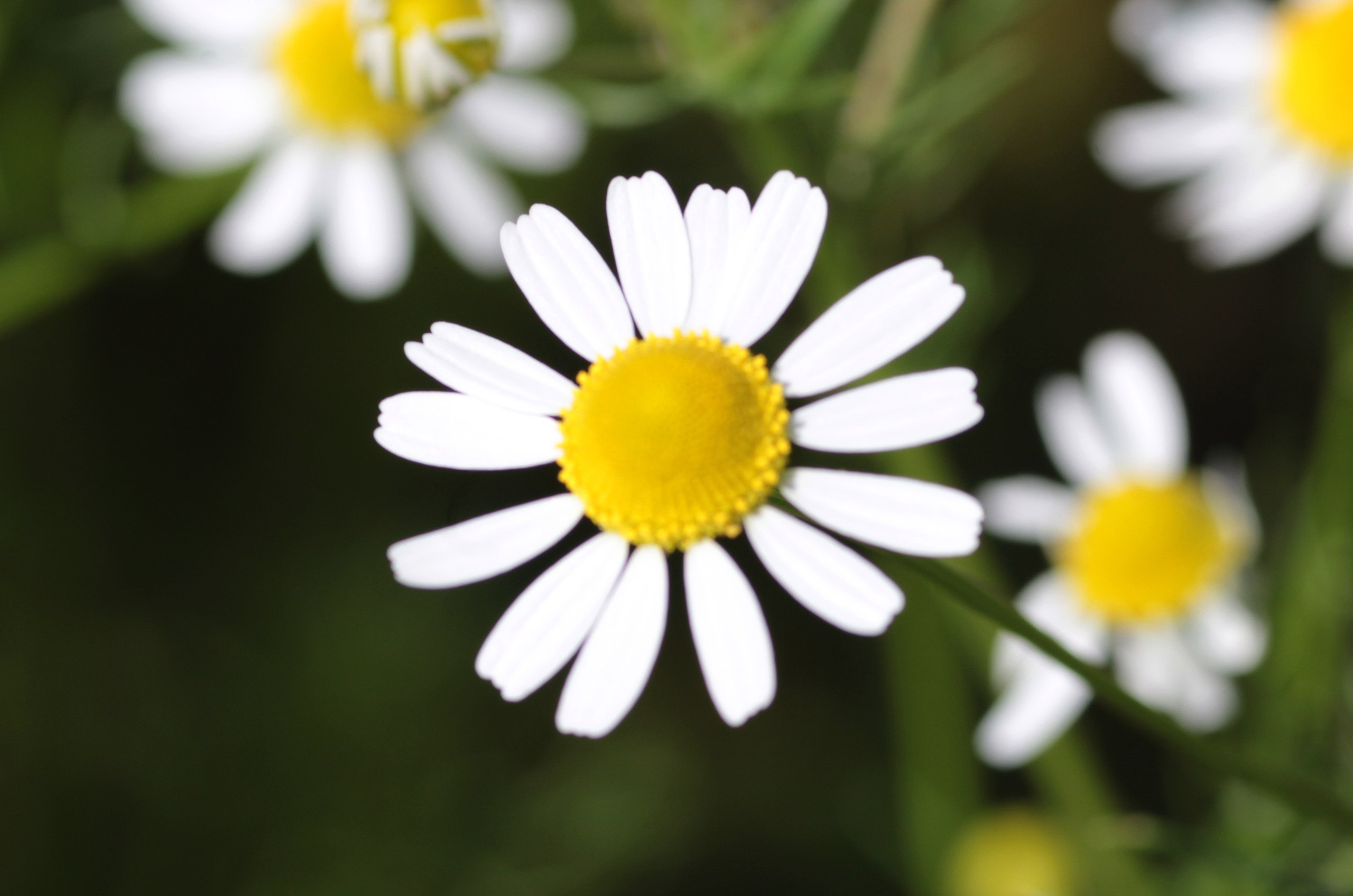 Matricaria chamomilla L. [Asteraceae]  - Papatya