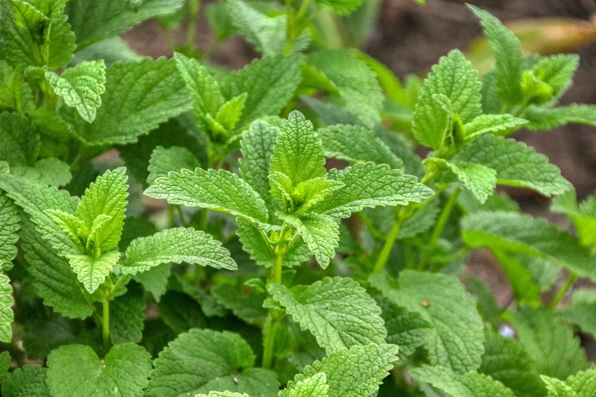 Mentha×piperita L. [Lamiaceae] - Nane