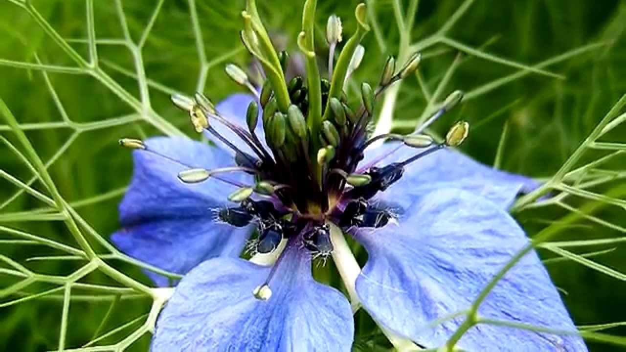 Nigella Sativa (Ranunculaceae) - Çörek Otu Bitkisi
