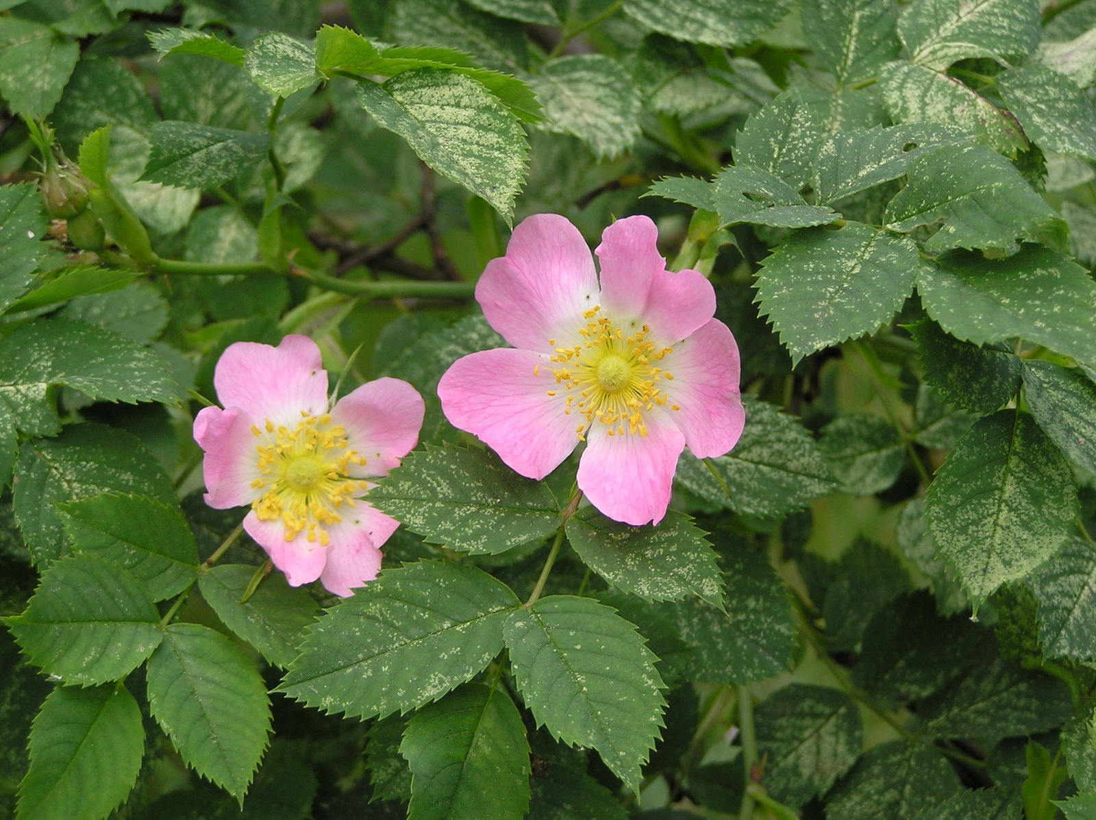 Rosa canina L. [Rosaceae]  - Deli Gül