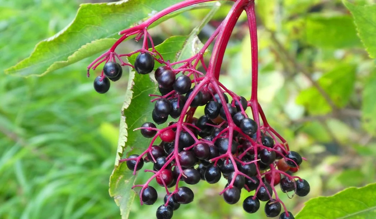 Sambucus Nigra'nın Faydaları Nelerdir?