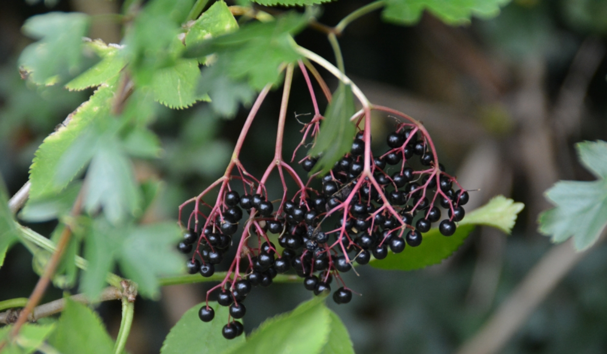 Sambucus Nigra Olası Zararları