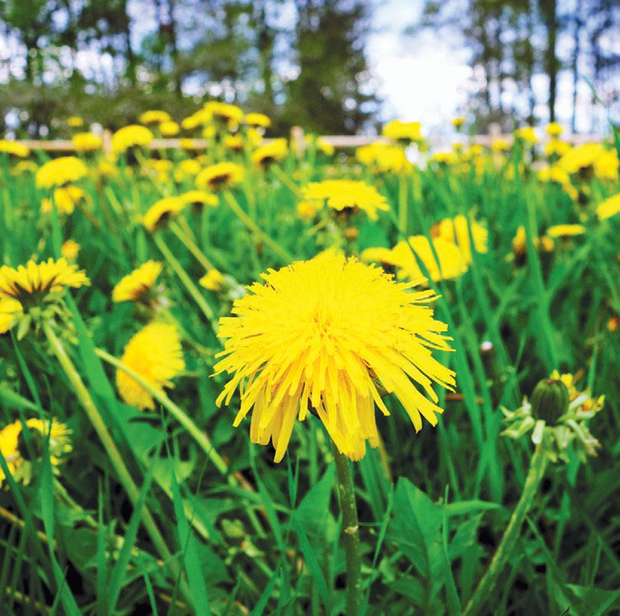 Taraxacum officinale (L.) Weber ex F.H.Wigg. [Asteraceae] - Hindiba