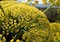 Ferula Elaeochytris Korovin (Apiaceae) - Çakşır Otu